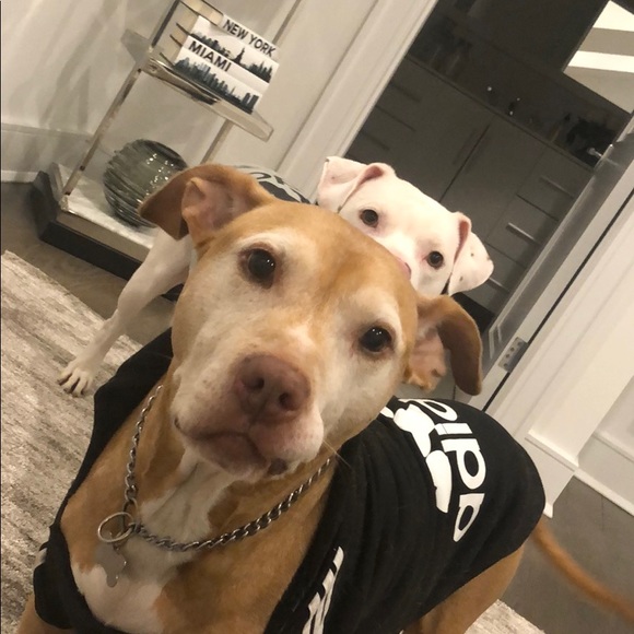 Meet your Posher, Christopher - Picture 2 of 4